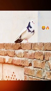 9.2K views · 517 reactions | Viral Video #punalpigeons #viralfacebookreels #kaboterbaazi #fighter #pigeons #Shoqeen #fancypigeons #fbreelsfypシ゚viralfbreelsfypシ゚viral #fbreelsfypシ゚viralシ #viralpost2025シ @topfans | D G Khan Pigeon Vlogs | Facebook