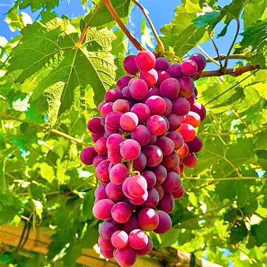 30 Red Grape Seeds – Table Grape Vines for Backyard Garden, Pergola, or Small Vineyard - Etsy