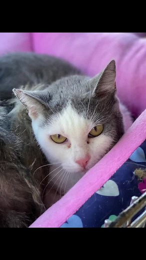 16K views · 2.9K reactions | Fiona, one of our newest Furballs, was...