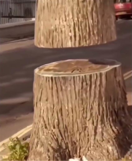 Who did that? #memes #shorts #viral #funny #youtubeshorts