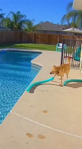 Dog tries to carry a pool noodle… becomes his own obstacle.😆🐕 #funnydogs #doglife #doglover #CaughtOnCamera #viralpets #funnycatvideos #caughtoncam | Rumbler Arena