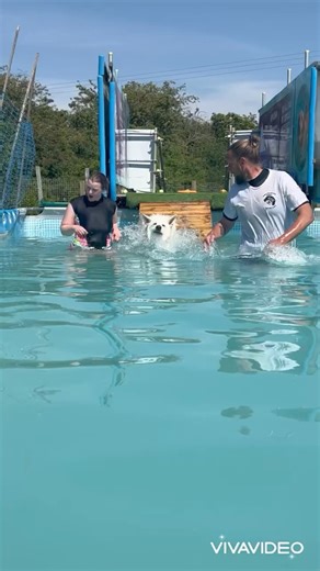 24K views · 1.2K reactions | Puppy Swiss Shepard Forrest learns to swim nicely with help from Terry & his human  | Canine Dip and Dive Maldon | Facebook
