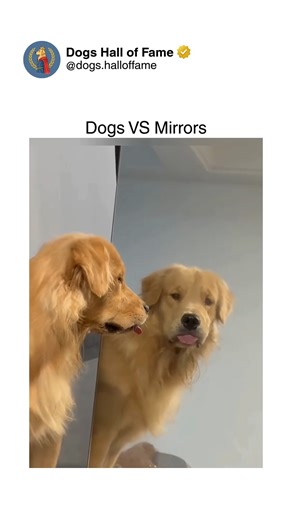 Dogs • Cute Dogs • Dog Videos on Instagram: "The hilarious confrontation between dogs and mirrors — where reflections meet confused canines and create existential crises wrapped in comedy. One second there's a dog encountering their reflection, the next there's barking, pawing, or complete bewilderment as they try understanding the mysterious identical dog staring back. The aggressive posturing, the confused tilts, the attempted socializing with glass — every moment showcases dogs experiencing p