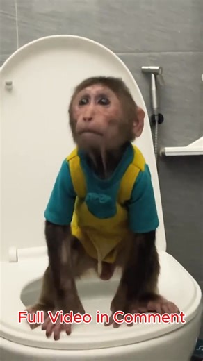 In the countryside, a cubis monkey timidly hides from its father to poop!.....👉Full Video in Comments💬👀👇 | Monkey TV