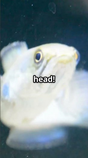 The Fish With a See-Through Head 😱 | Barreleye’s Bizarre Secret!