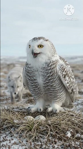 Snowy Owl — The Arctic Predator That Hunts in the Frozen Tundra 🦉❄️ | Amazing Wildlife Facts