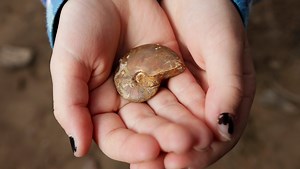 Child finds 65 million year old fossil in Oregon
