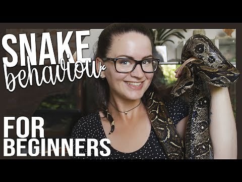 SNAKE BEHAVIOUR FOR BEGINNERS (Learn snake language)