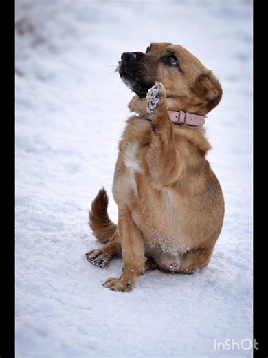 Cześć, tu Hank 🐾 Którą łapkę Ci podać? Prawą czy lewą? Bo ja, proszę ja Ciebie, potrafię obie. A że łapki mam trochę krzywe? No cóż… taki mój design premium. Urok w pakiecie, bez dopłat 😉 Jestem psem z charakterem, osobowością większą niż moja miska i sercem, które bardzo chce mieć swojego człowieka. Śmieję się oczami, przytulam całym sobą i gwarantuję, że nudy ze mną nie będzie (chyba że razem na kanapie – wtedy mogę). Jeśli szukasz psa wyjątkowego, a nie „jak z katalogu”, to właśnie na Ciebi