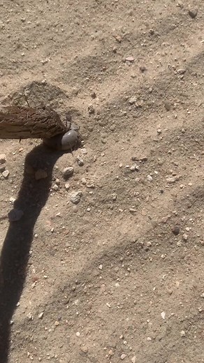 The Journey of the World's Biggest Tick: From Parasite to Roadkill