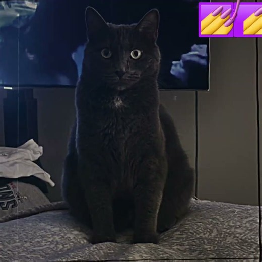 The big bad cat