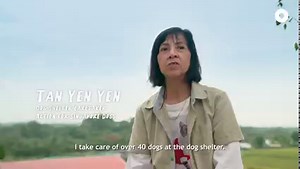 Is it paw-ssible to give so much love to animals? This is Yen, a caretaker who gives rescue dogs a new leash of life. Find out more about volunteering or adopting a dog at Action for Singapore Dogs (ASD) | Our Grandfather Story