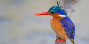 Kingfisher: A Wildlife Guide To The Kingfisher ✔️