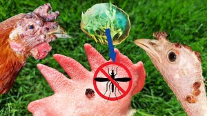 How to Treat Fowl Pox in Poultry | Methods to Control Mosquitoes and Fowl Pox in Chickens | Dr. ARSHAD | Dr. Arshad Veterinary Clinic