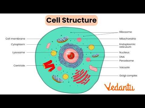Physiology lecture series Part 1 Introducti to Cells and Tissues