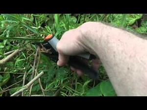 Penstemon Pruning
