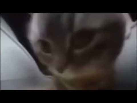 chipi chipi chapa chapa (10 Hours)