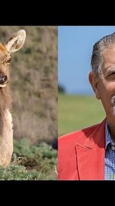 Actor Peter Coyote speaks out for Tule Elk of Point Reyes National Seashore