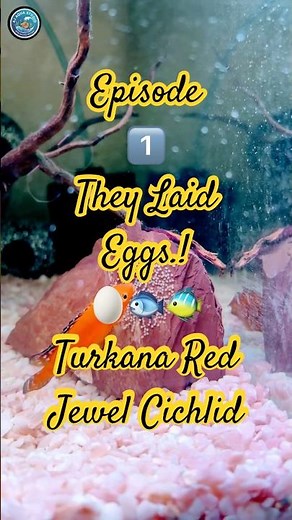 Episode 1: They Laid Eggs.! 🥚🐠🐟 | Turkana Red Jewel Cichlid | #fishing #aquarium #love #nature
