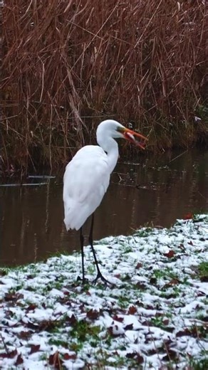 Great Egret Eating Fish #birds #nature #wildlife
