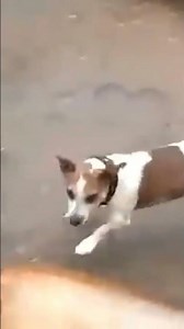 2 liter bottle explode by high pressure 😂#meme #funny #fyp #dog