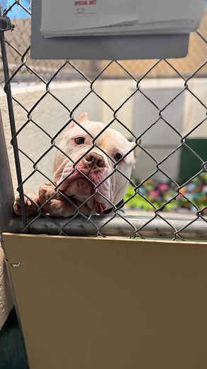 2.1K views · 71 reactions | It’s National Animal Shelter Appreciation Week and we have lots of dogs and cats in need of loving homes.  When you adopt or foster a shelter pet, you’re helping save lives.  Visit our website to sign up to foster or view or adoptable animals!  paws.org/Fostering  paws.org/Adopt/ #adoptdontshop #cutedogs #shelteranimals #cutecats #fosterdog #seattle #lynnwood #pnw | PAWS - Progressive Animal Welfare Society | Facebook