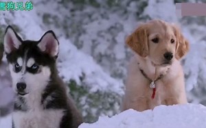 狗拉雪橇电影合集，5天奔袭1000公里救人命，巴克成功穿越雪崩
