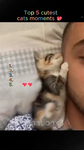 Top 5 Cutest Cats Ever 😻✨ | You Won’t Stop Smiling!