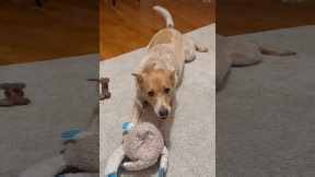 Raspberries and Play Bows