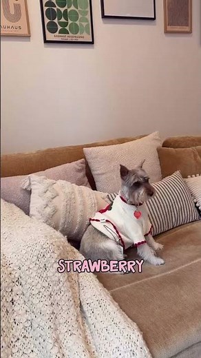 GRWM to Do Absolutely Nothing But Look Cute 🐶 Cutest Sweater! #doghaul #dogfashion #furb #dogsweater