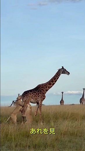 肉食動物であるライオンは、世界で最も背の高い動物であるキリンを仕留めることに成功した。 #animals #wildlife ＃動物 #捕食者 ＃狩猟