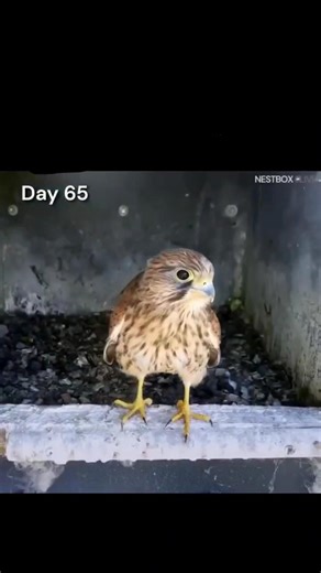A full video showing how an eagle raises its young
