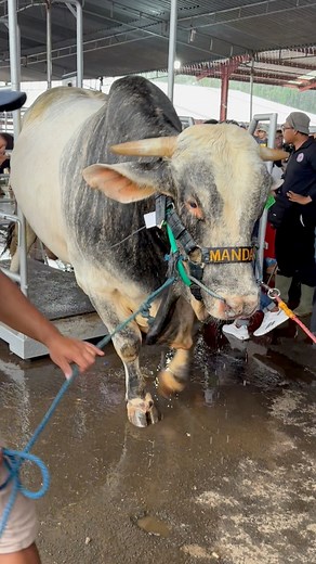 9K views · 120 reactions | Sapi raksasa loreng #sapi #cow #hewan #bull | Revan Dolan Kandang | Facebook