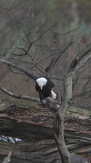 1.2K views | Part 3 … Bald eagles dinner time …#Sony #sonyalpha #sonyphotography #sonyprousa #natgeo #natgeoyourshot #natgeowild #eagles #baldeagles #usa #birdsofprey #predator #birds #wildlife | Bald Eagles | Facebook
