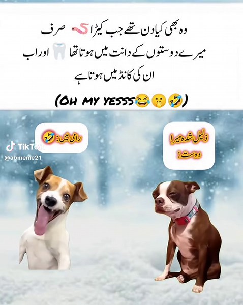 Hilarious Funny Dog Meme Moments Revealed