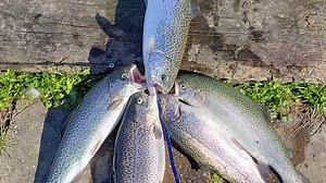 Fish for rainbow trout at Houma's Bayou Country Sports Park