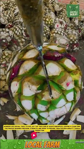 🌵 Traditional Agave Peeling Process for Tequila 🍶 #agriculture #innovation #tools