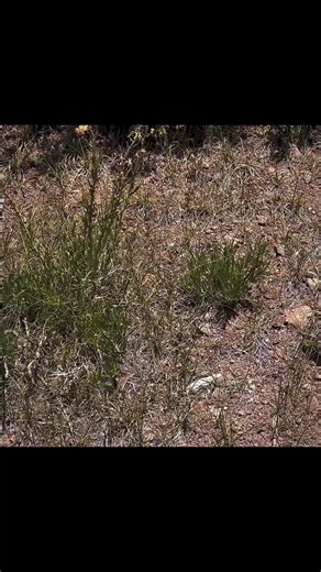 📸 antler_pat FINALLY! Put together a sweet set of muley sheds... super heavy...probably my favorite set now...#shedhunter #shedhunting #shed #sheds #muley #muledeer #muleysheds #muledeersheds #shedicated #deer #deersheds #milesforpiles #muleycrazy #muleyfreak #browngold #getoutside #gohiking #findcoolstuff | Shed Hunters