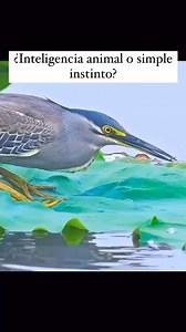 36M views · 658K reactions | El martinete común tiene una habilidad...