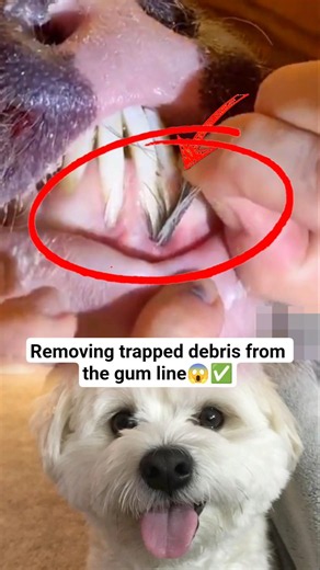 Removing trapped debris from the gum line #PigCare #AnimalCare #PigHealth #OralCare #DentalCleaning
