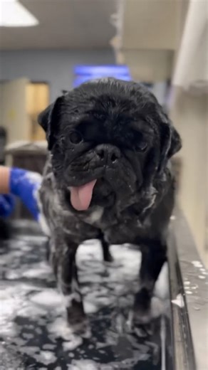 DFW Pug Rescue on Instagram: "🎵 Take me home tonight… 🎵 Whatever your vibe, lifestyle, or snuggle preference, we’ve got a pug waiting just for you. 🐾 Right now we’ve got 112 pugs in our care: 👉 20 are under 1 year old 👉 11 are just tiny babies (under 12 weeks!) 👉 31 are in their playful prime (1–3 years) 👉 24 are seasoned snugglers (4–7 years) 👉 13 are wise seniors (8+) 👉 24 are hospice pugs soaking up all the love they deserve Apply to adopt here ➡️ https://www.dfwpugs.com/apply-to-ado