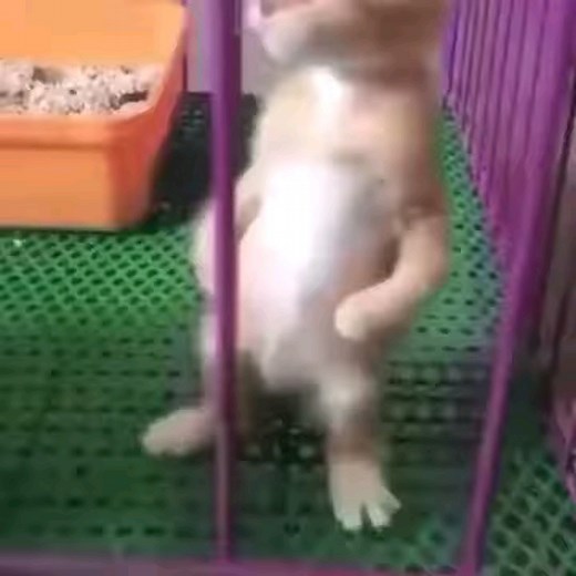 麦克猫meme(原视频)