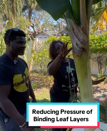 Clearwater, Florida | February 2025 🍌🌴 | Simpli Farms This preview clip is me doing what I call a “banana release” 😅 — because this plant wasn’t “lazy,” it was stuck. Bermingham showed me a banana that “wasn’t producing,” but the giveaway was right at the crown: the dead, browned outer leaf sheaths had hardened and tightened around the center, and you could see the new leaf in the middle fighting to push out. So I gently peeled back only the dead outer layers until that choke point opened up 