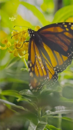 A long journey for these gorgeous monarchs 🦋 #ARealBugsLife
