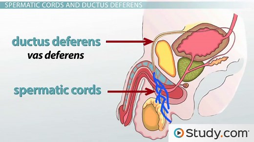 Male Reproductive System | Anatomy, Organs & Function