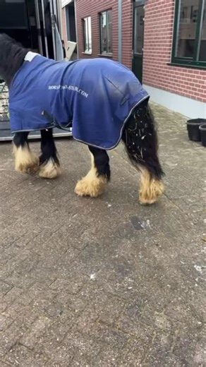 Batmanin matka kohti Hevossiltaa on alkanut 🦇😍 | Trans Horses ky