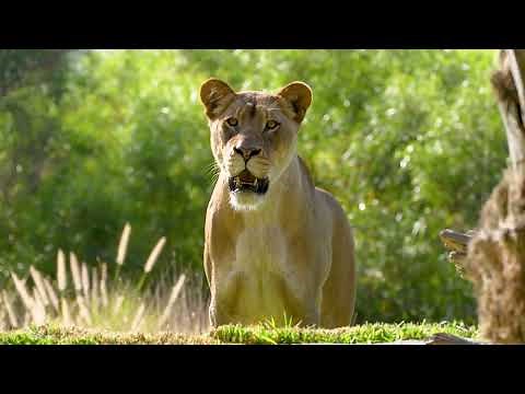 Meet the new ladies of Lion Camp at the San Diego Zoo Safari Park.