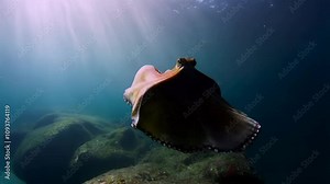 Majestic Octopus Underwater Grace: A Stunning Display of Cephalopod Elegance in its Oceanic Habitat