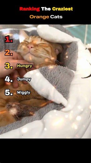 Ranking The Craziest Orange Cats Ever 🐱🔥 #cute #cats #crazy