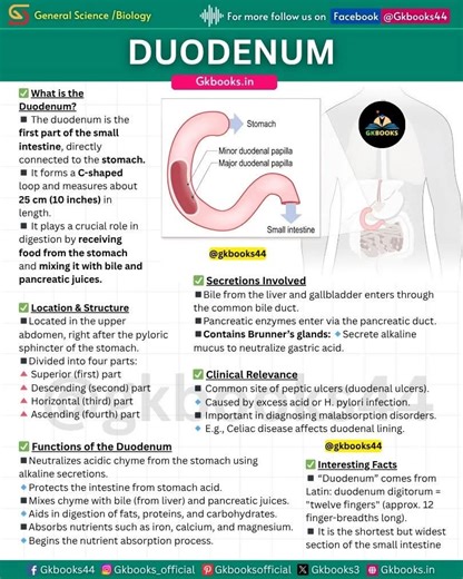 Ever wondered where digestion truly begins after food leaves the stomach? 👉 Meet the Duodenum – the first and most critical section of the small intestine. ✅ It neutralizes stomach acid ✅ Mixes food with bile and enzymes ✅ Starts nutrient absorption Let’s break down its structure, functions, and clinical importance in this crisp infographic! 🧠 Perfect for NEET, SSC, UPSC, and other competitive exams! #Duodenum #DigestiveSystem #HumanAnatomy #BiologyFacts #NEETPreparation #MedicalFacts #SmallIn